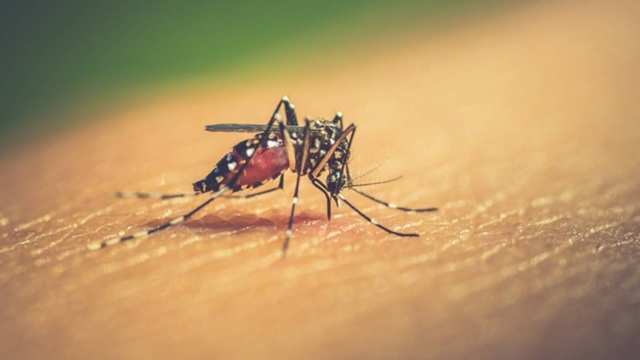 College student dies of dengue in Faridpur