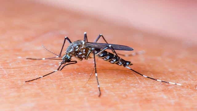 Nothing to be panicked over dengue: experts