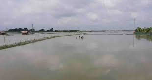 Shrimp, other fish worth Tk10 crore washed away in Bagerhat