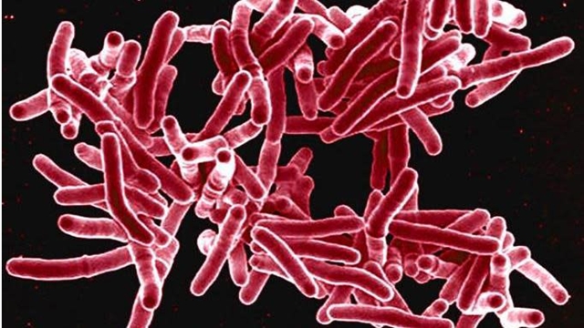 Battles begin to turn in long war on TB