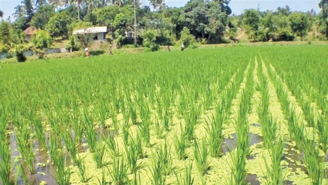T-Aman rice plants growing superbly in Rangpur region