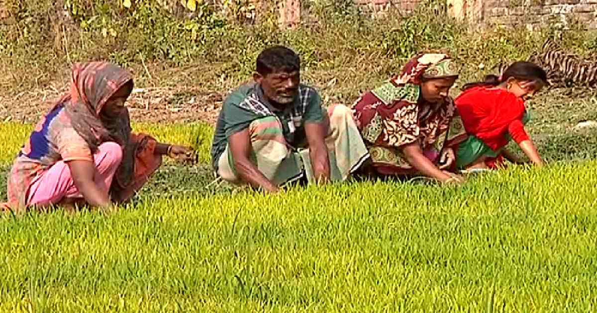 Agriculture in the spotlight in Covid-hit Bangladesh 