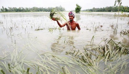 Govt eyes Aman harvest to recoup crop loss by flood