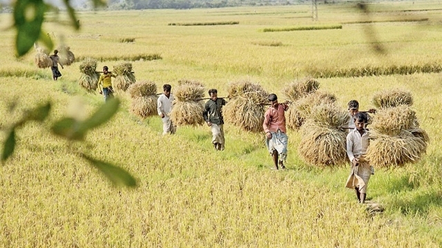 WDB asks Sunamganj farmers for quick harvest of paddy