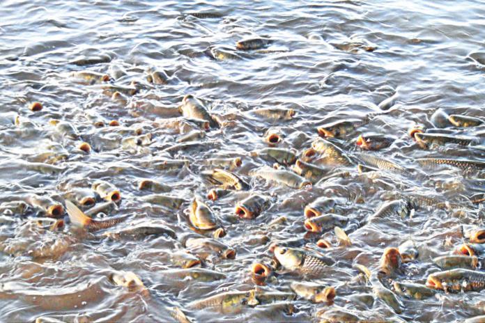 Fish farmers in trouble too