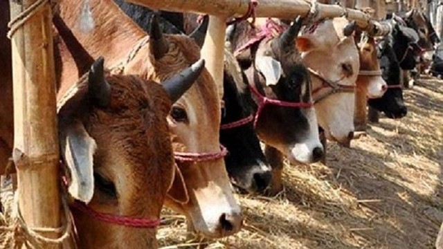 Locally-raised cattle is reigning the city makeshift markets