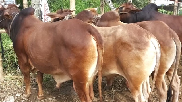 Haats start sprouting with cattle-traders set to converge on capital