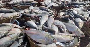 Hilsa glut floods Khulna fish markets