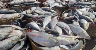 BD to export 1,450 tonnes of hilsa to India