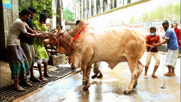 যে ভুলে কোরবানির গোশত খাওয়া হারাম হয়ে যায়