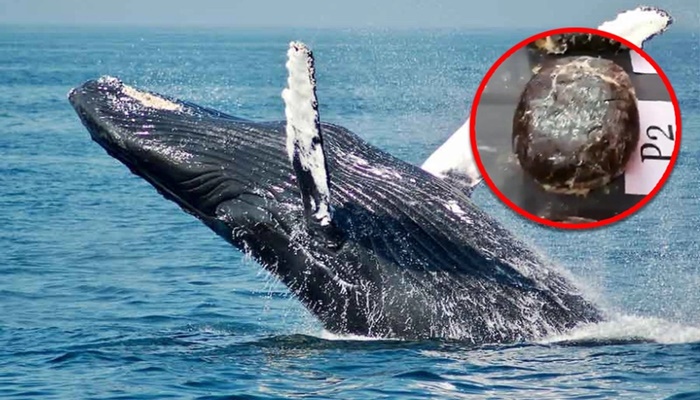 ভারতে ৪১ কোটি টাকা মূল্যের ১৮ কেজি ‘তিমির বমি’ জব্দ