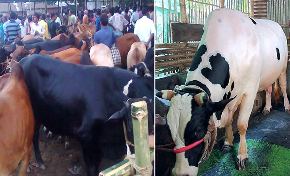 1,739 veterinary medical teams deployed in cattle markets 