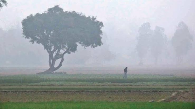 Heavy fog affects Robi crops