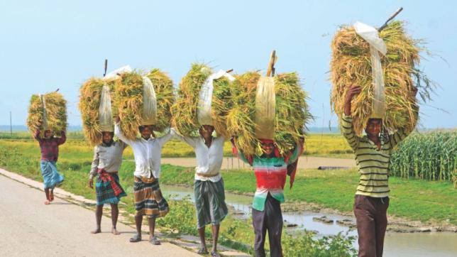 Rice prices drop as Boro harvest begins