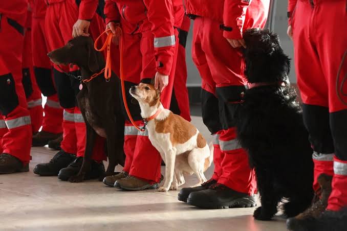 Engineers, search dogs sent to Turkey, Syria after quake