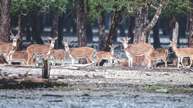 Tourists prohibited from entry to Sundarbans