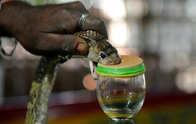 Bangladesh plans to manufacture anti-venom serum