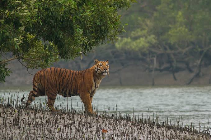 Sundarbans reopens for tourists today