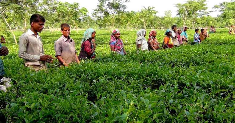 Each tea worker will get arrear of Tk 11,000