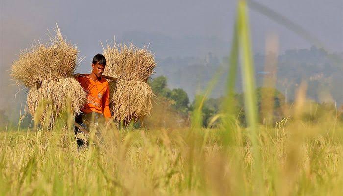 90pc paddy harvested in haor areas: Minister