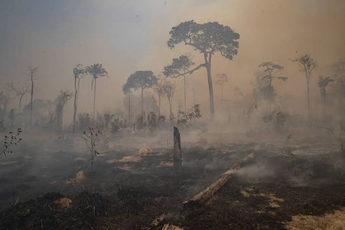 Over 100 global leaders pledge to end deforestation by 2030