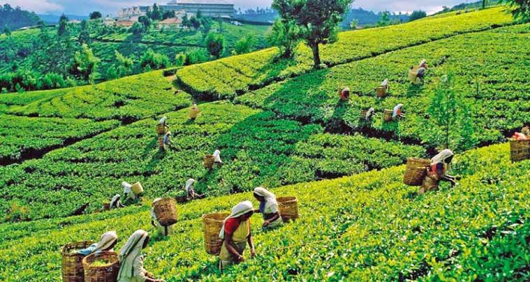 Bangladesh produces record 96.5m kg of tea in 2021