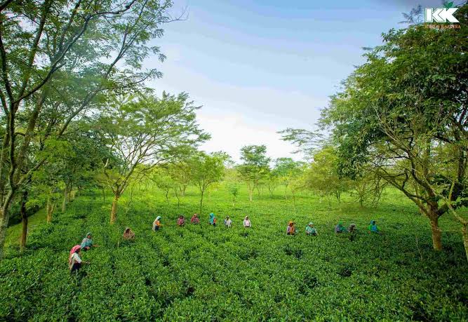 Bangladesh’s third tea auction centre to open in Panchagarh in a month