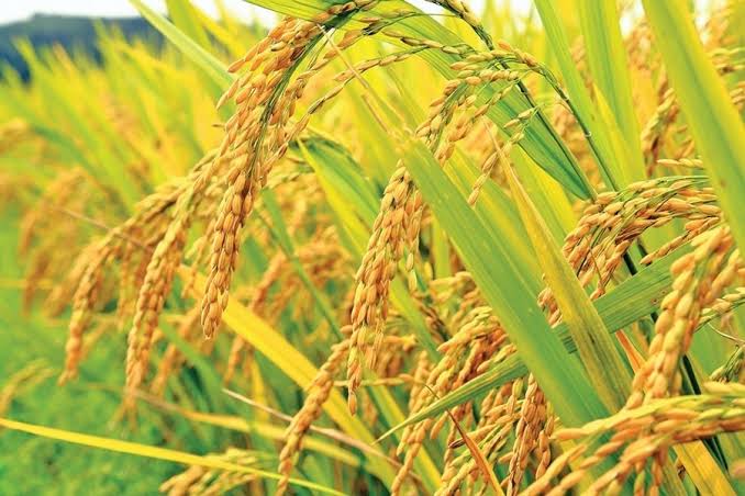 Ten new rice varieties released in Bangladesh