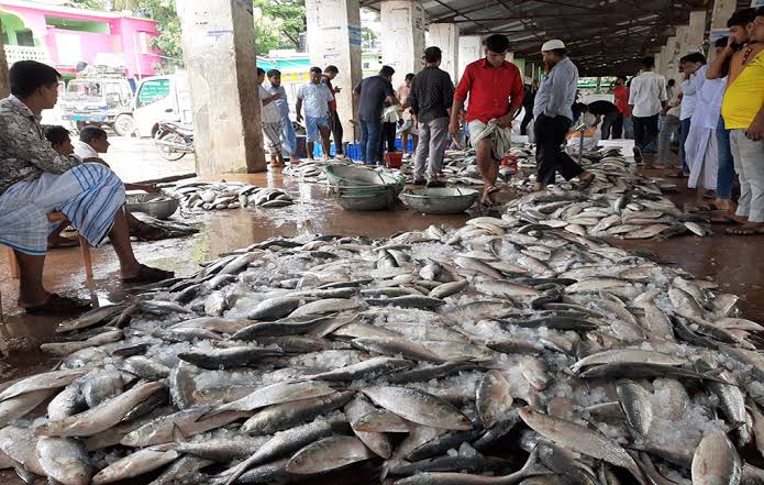 Cox’s Bazar fishermen rejoice as Bay swarms with Hilsa