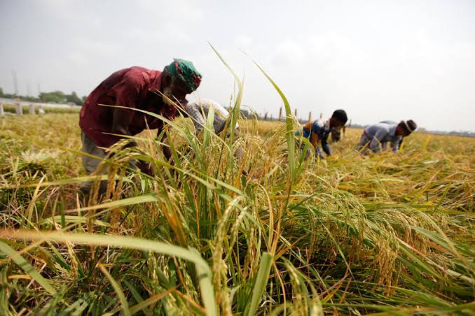 Boro procurement drive overlooks farmers’ interest