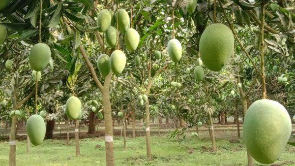Rajshahi mango to be available in market from Thursday