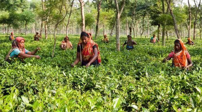 Tea exports decline as domestic demand surges