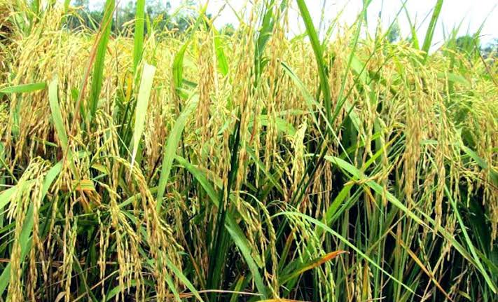 Rice output in Aus season drops