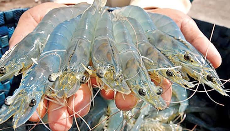 Vannamei shrimp: Govt approves commercial cultivation