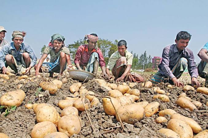 2 lakh tonnes of potato to be exported to Malaysia from Rangpur