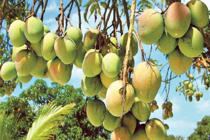 Mango plucking begins in Rajshahi