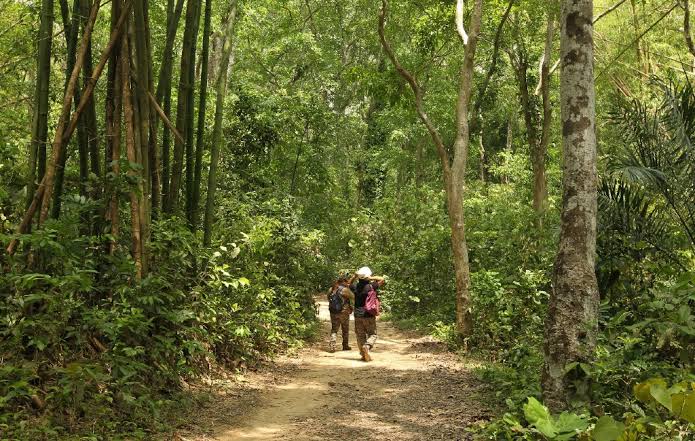 Ban on cutting trees in reserved forests extended until 2030