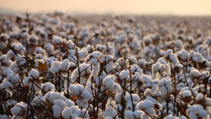 Bangladesh targets to increase cotton production five folds by 2030