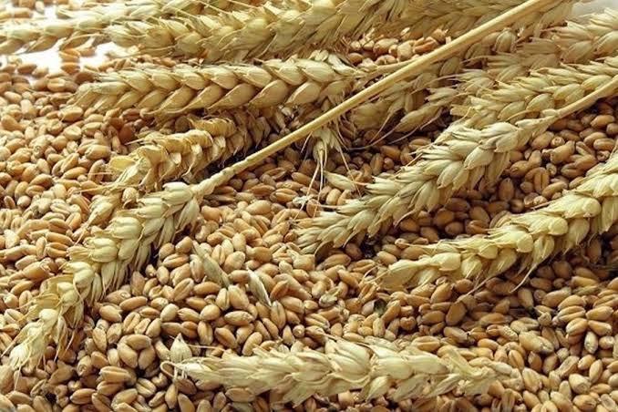 Bangladesh explores alternative sources for wheat import