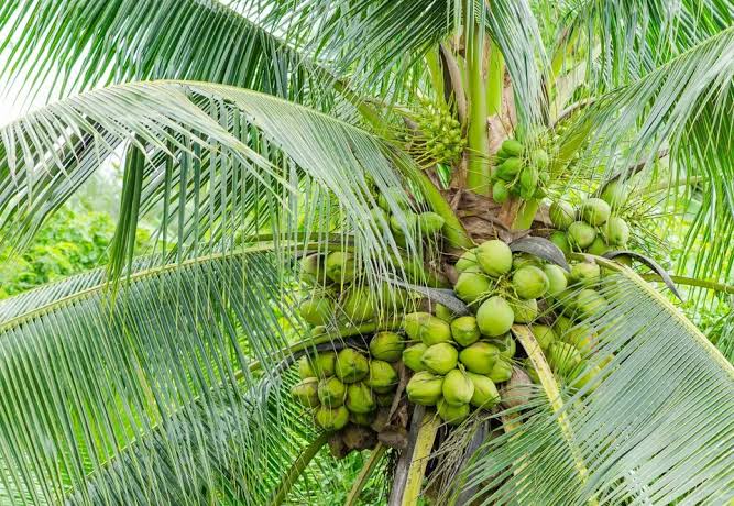 Coconut production falls sharply in 5 yrs