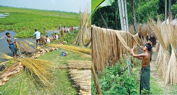 Farmers struggle with falling jute prices