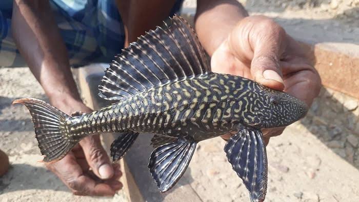 Govt issues final notification banning Sucker Fish