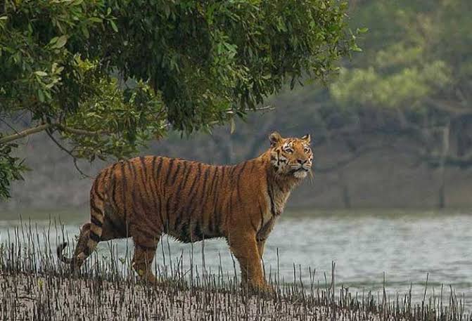 Research needed for Sundarbans’ sustainable development plan: UNESCO
