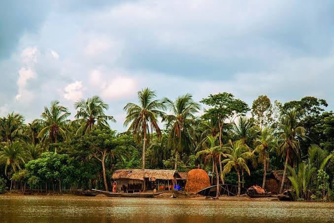 Govt plans massive mangrove forestry to protect wildlife