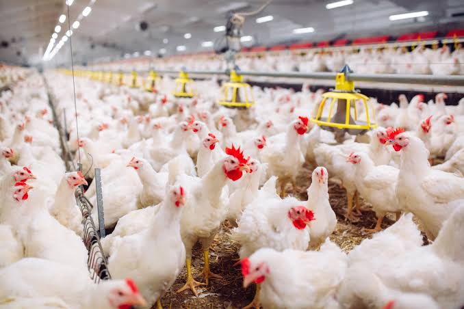 Syndicate out to destabilise poultry market