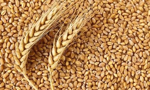 Wheat price falling as India lifts embargo