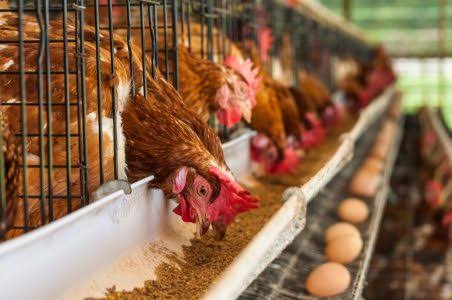 Poultry sector seeks tax waiver on raw materials import