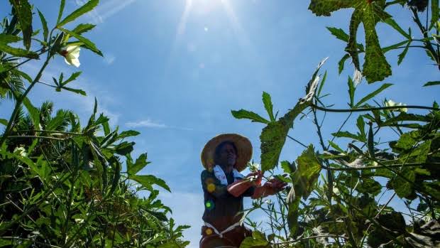 High heat can serve up food insecurity within days