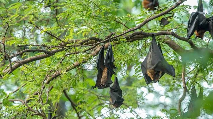 Nipah outbreak claims 10 lives, highest in 7 yrs