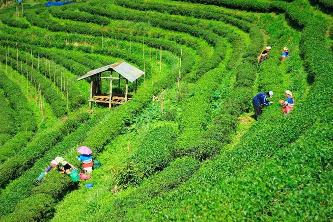 Country's tea production in Sept reaches record 14.74m kg